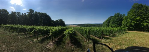 Hennessy Harbor Vineyard